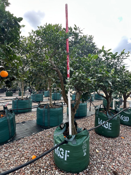 Citrus Sinensis ‘Valencia’ (Orange)