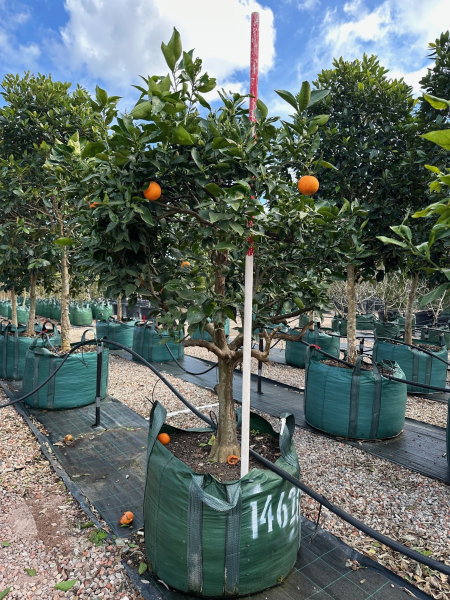 Citrus Sinensis ‘Valencia’ (Orange)