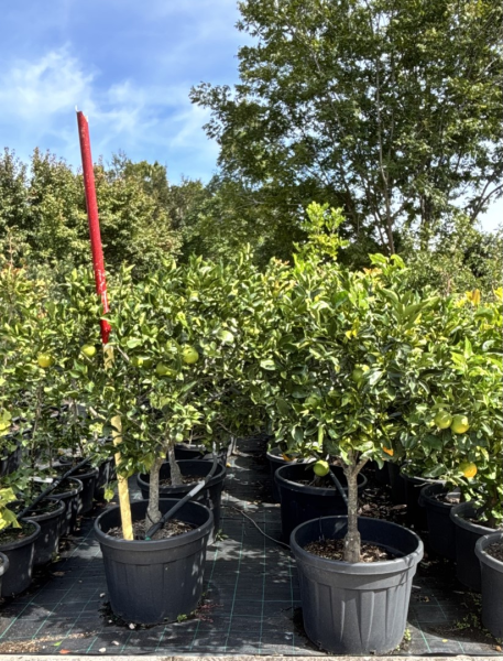 Citrus sinensis 'Washington Navel' (Washington Navel Orange)