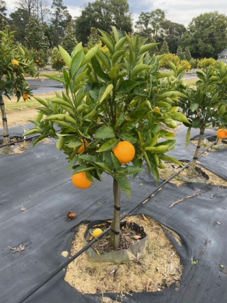 Citrus Sinensis ‘Washington Navel’ (Orange)