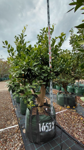 Citrus X ‘Minneola’ (Tangello)