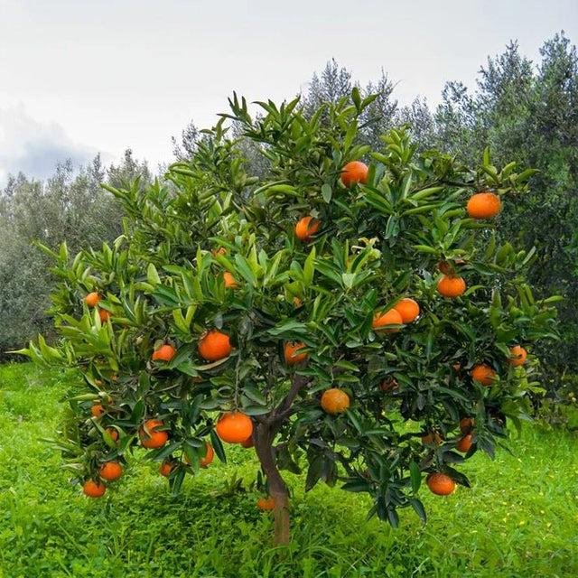 Citrus Aurantium ‘Seville Appleby’ (Orange) Grafted