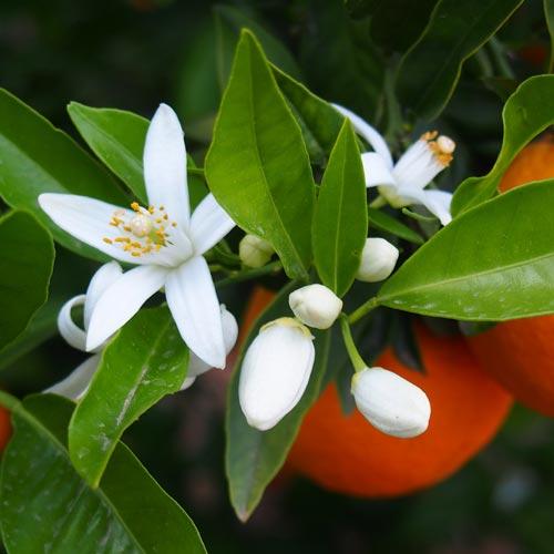 Citrus Aurantium ‘Seville Appleby’ (Orange) Grafted