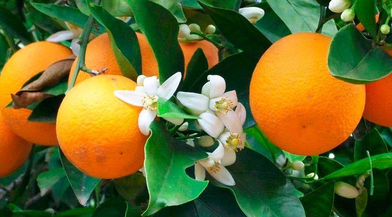 Citrus Aurantium ‘Seville Appleby’ (Orange) Grafted