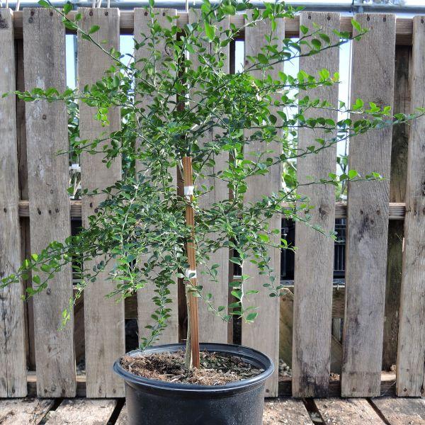 Citrus Australasica ‘Australian Sunrise’ (Finger Lime) Grafted