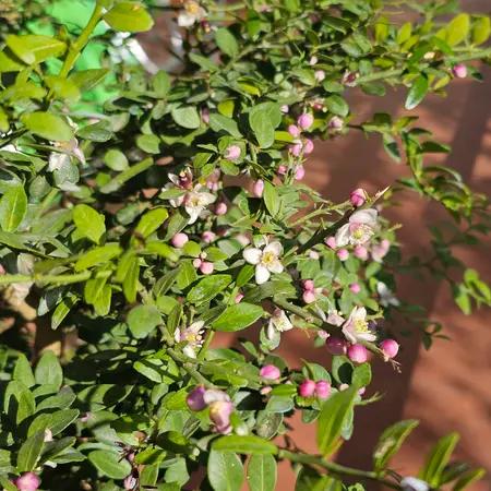 Citrus Australasica ‘Australian Sunrise’ (Finger Lime) Grafted