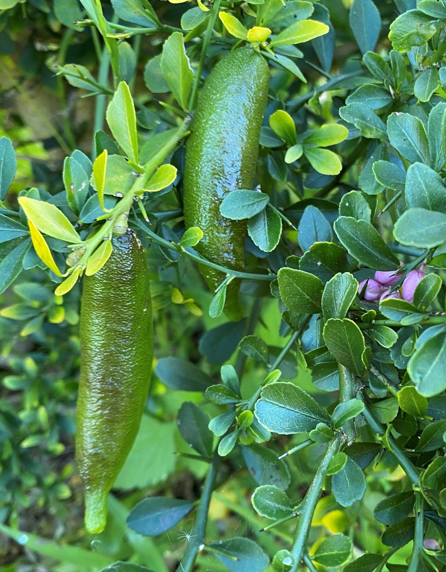 Citrus Australasica ‘Australian Sunrise’ (Finger Lime) Grafted