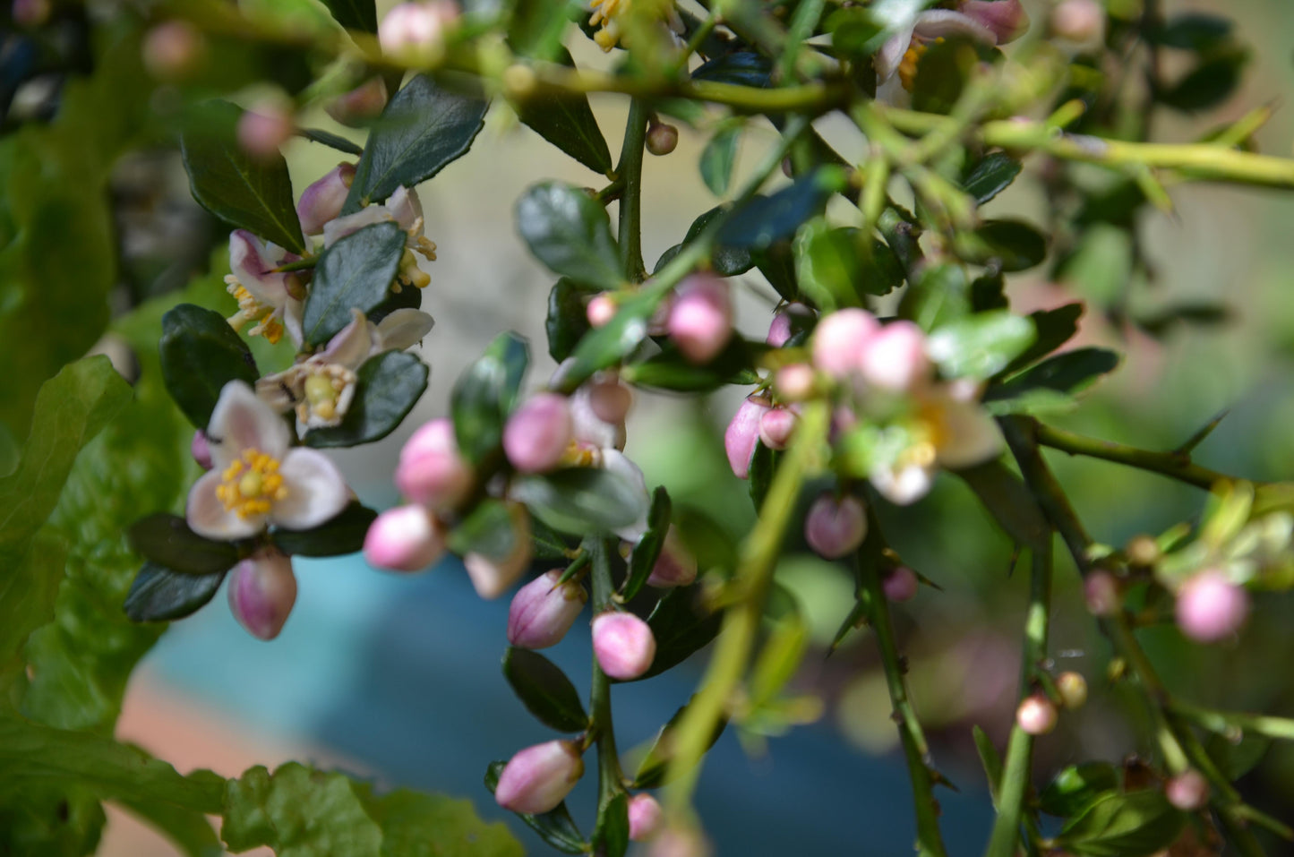 Citrus Australasica ‘Australian Sunrise’ (Finger Lime) Grafted