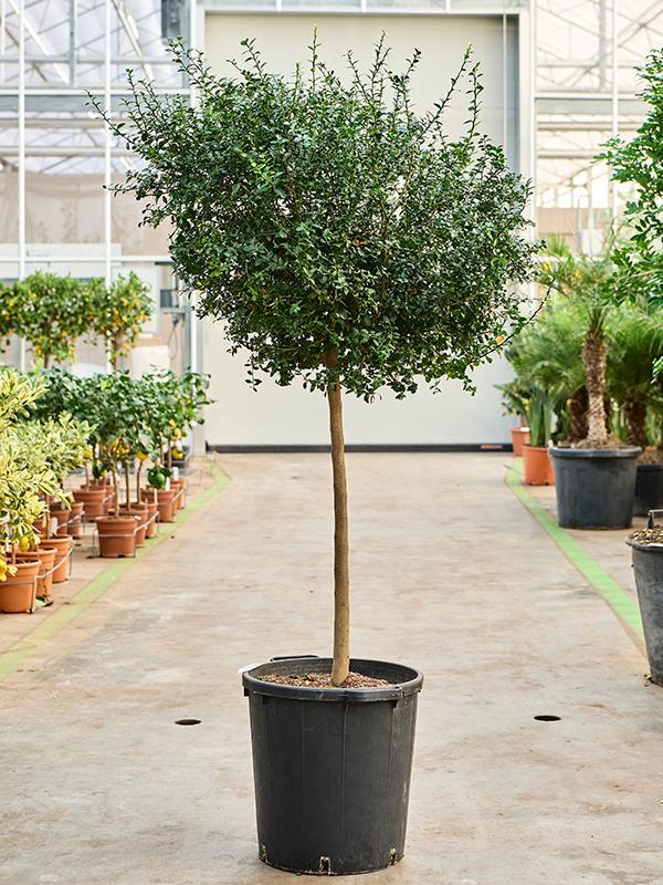 Citrus Australasica (Finger Lime)