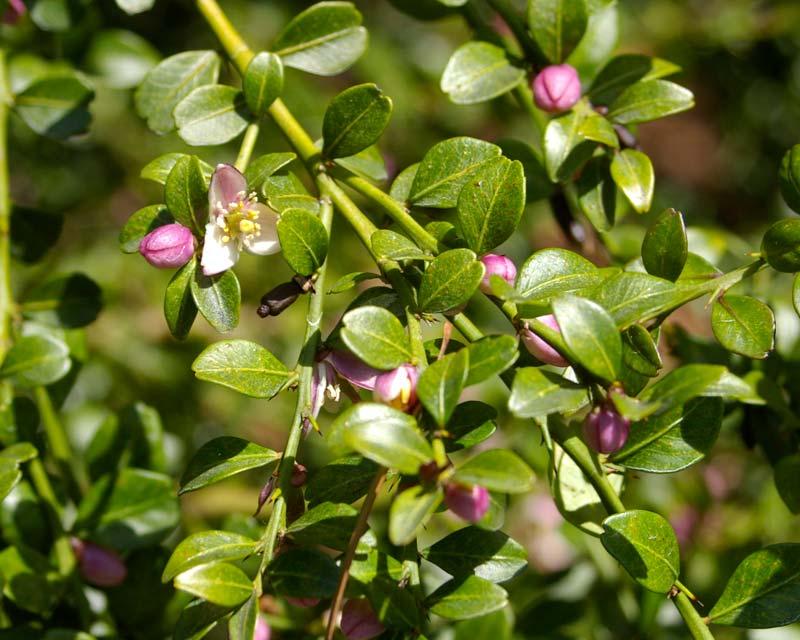 Citrus Australasica (Finger Lime)