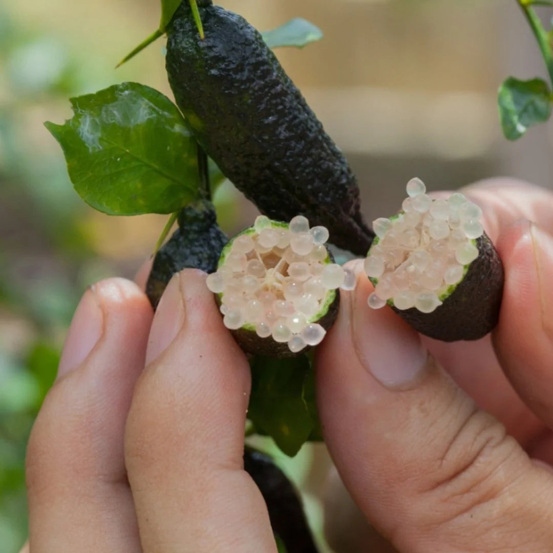 Citrus Australasica (Finger Lime)