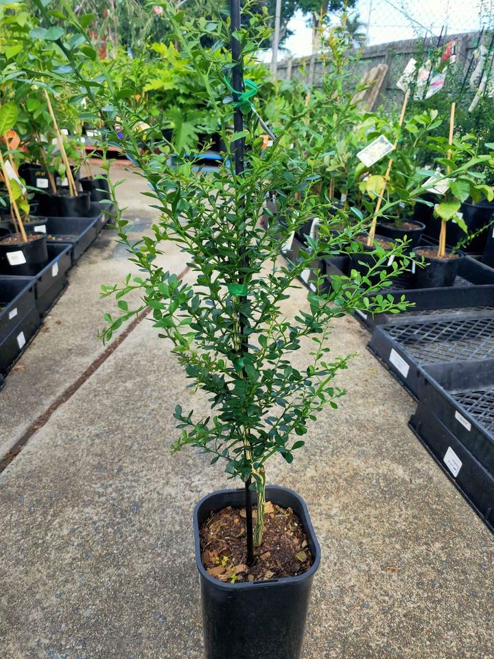 Citrus Australasica ‘Green Sapphire’ (Finger Lime) Grafted