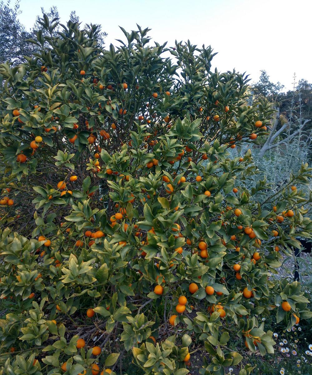 Citrus Japonica ‘Meiwa’ (Kumquat)