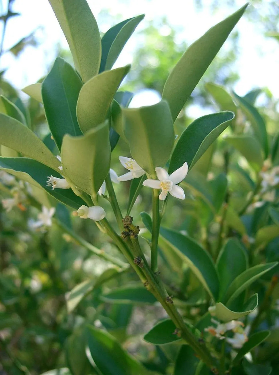 Citrus Japonica ‘Meiwa’ (Kumquat)