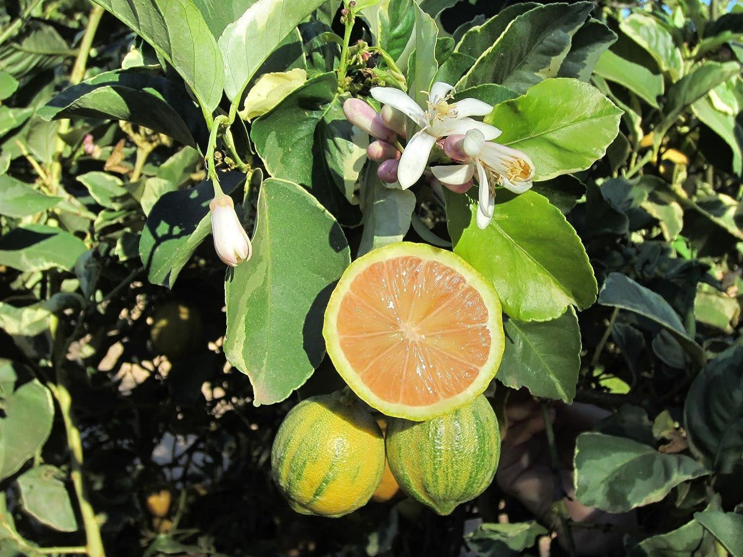 Citrus Limon ‘Pinky’ (Lemon)