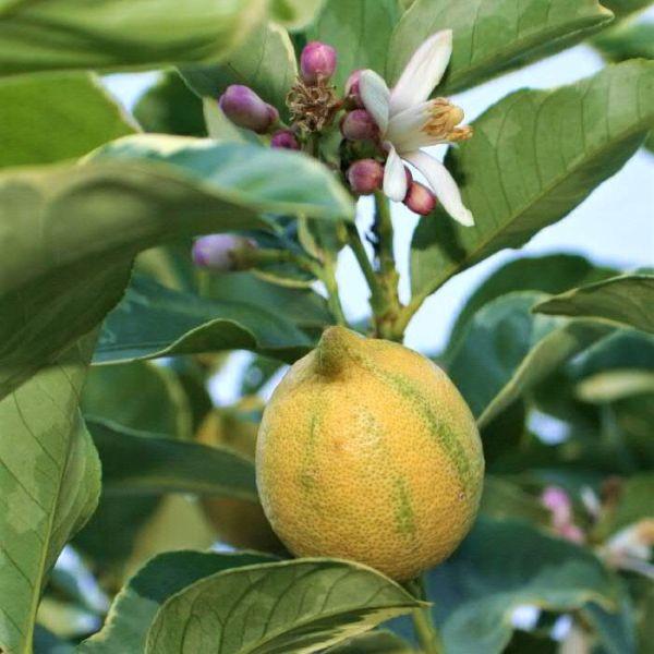 Citrus Limon ‘Pinky’ (Lemon)