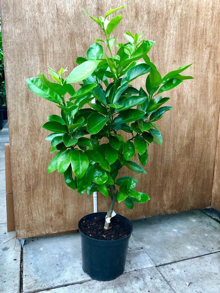 Citrus Paradisi 'Wheeny' (Wheeny Grapefruit)