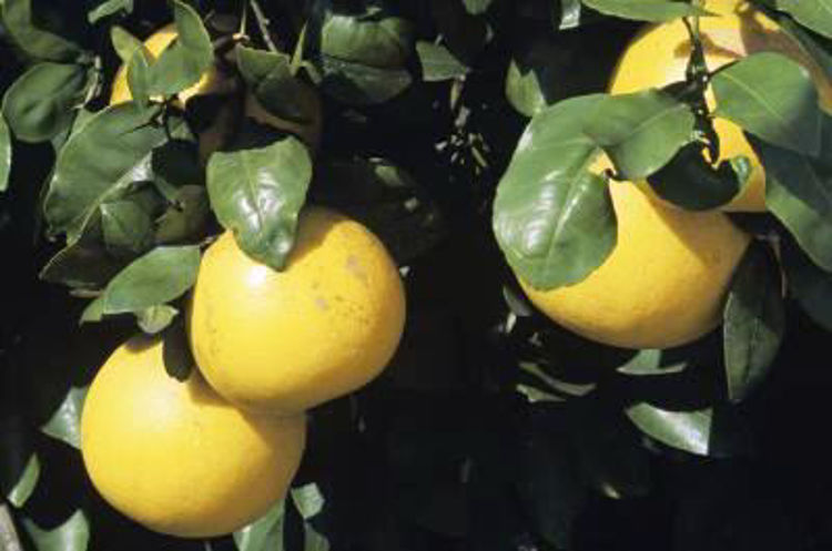 Citrus Paradisi 'Wheeny' (Wheeny Grapefruit)