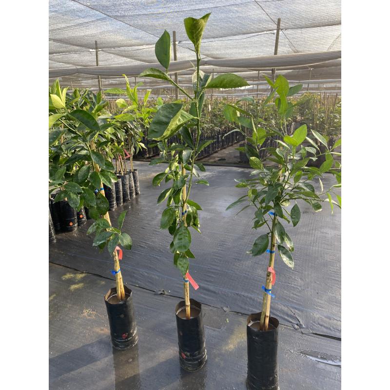 Citrus Sinensis 'Lanes Late' (Lanes Late Orange) GRAFTED