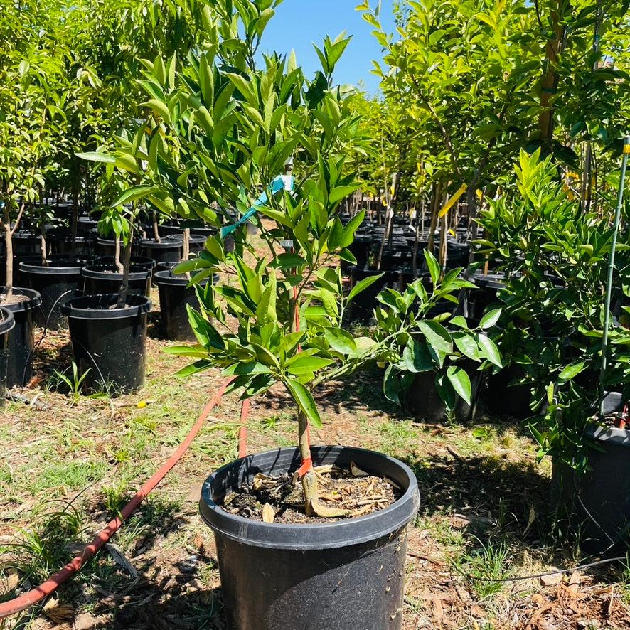 Citrus Sinensis 'Lanes Late' (Lanes Late Orange) GRAFTED