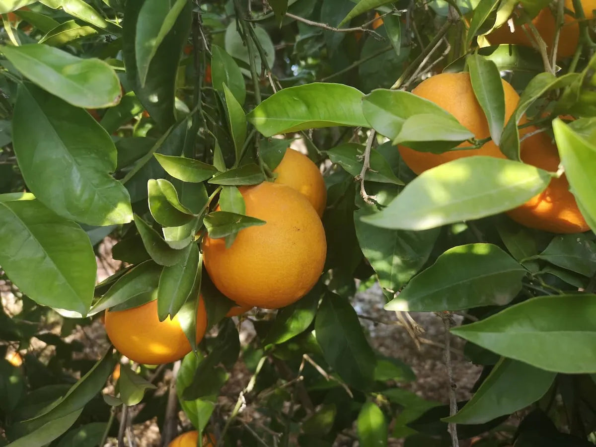 Citrus Sinensis 'Lanes Late' (Lanes Late Orange) GRAFTED