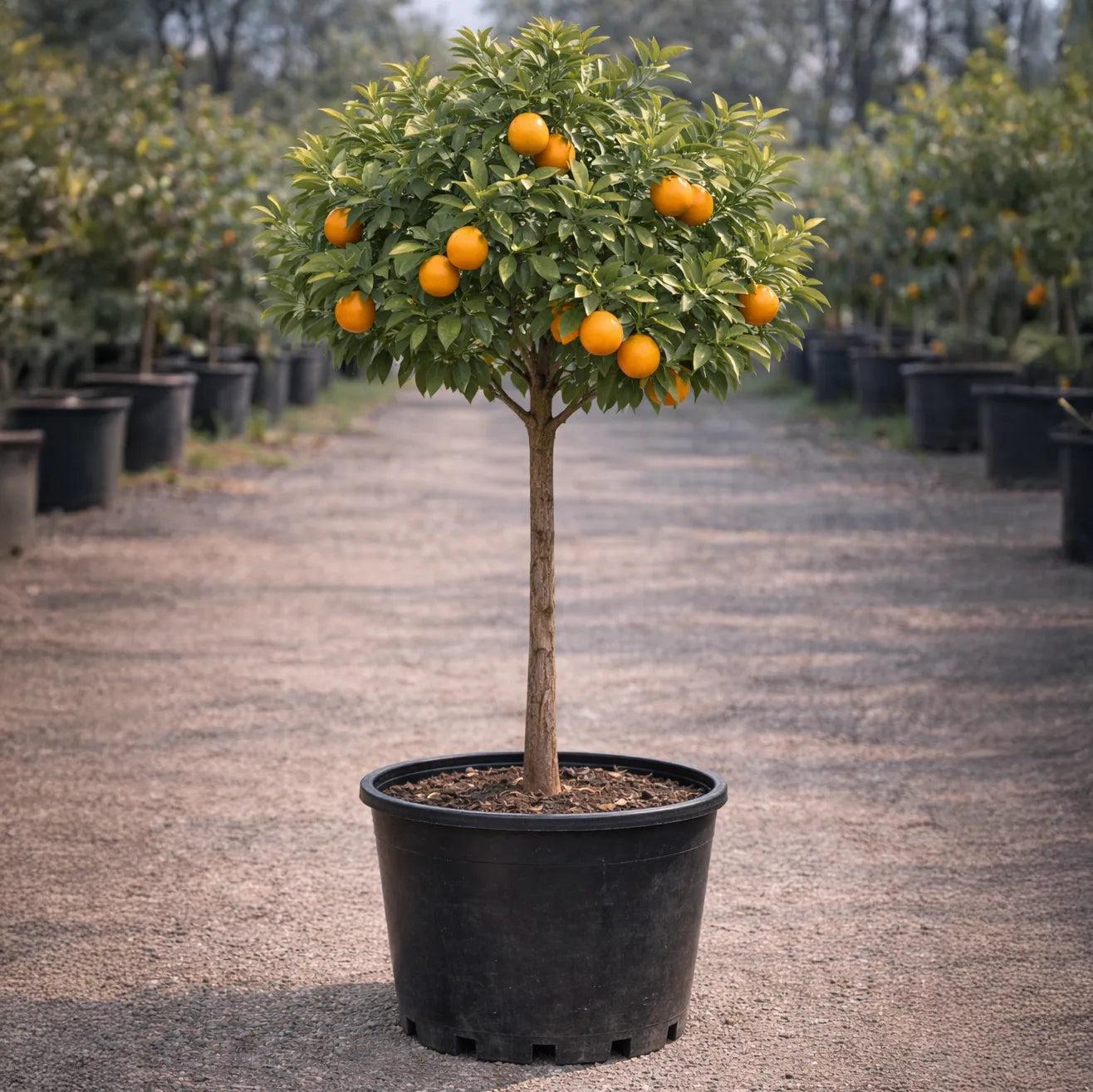 Citrus Sinensis ‘Lane Late’ (Lane Late Orange)