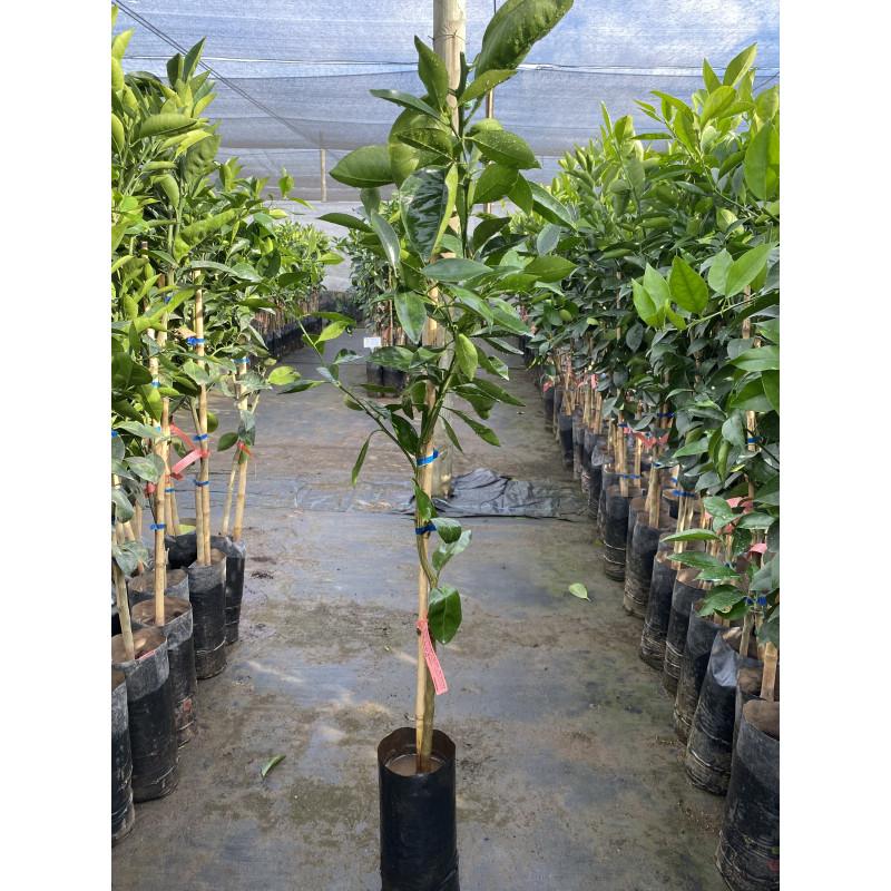 Citrus Sinensis ‘Lane Late’ (Lane Late Orange)