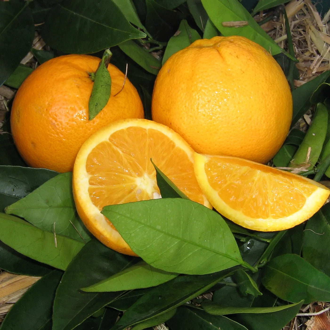 Citrus Sinensis ‘Lane Late’ (Lane Late Orange)