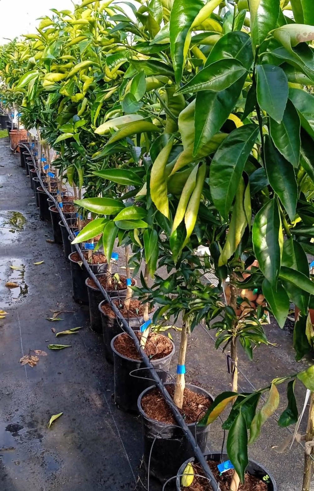 Citrus Sinensis ‘Navelina Dwarf’ (Orange) Grafted