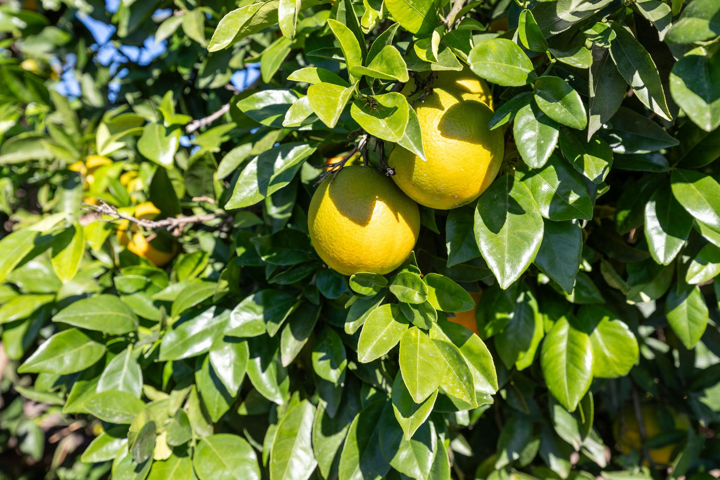 Citrus Sinensis ‘Valencia Seedless’ (Orange)