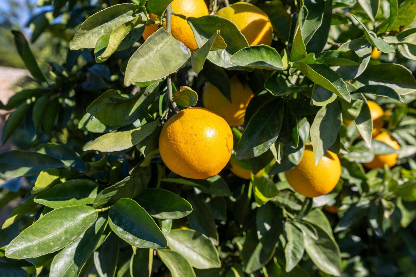 Citrus Sinensis ‘Valencia Seedless’ (Orange)