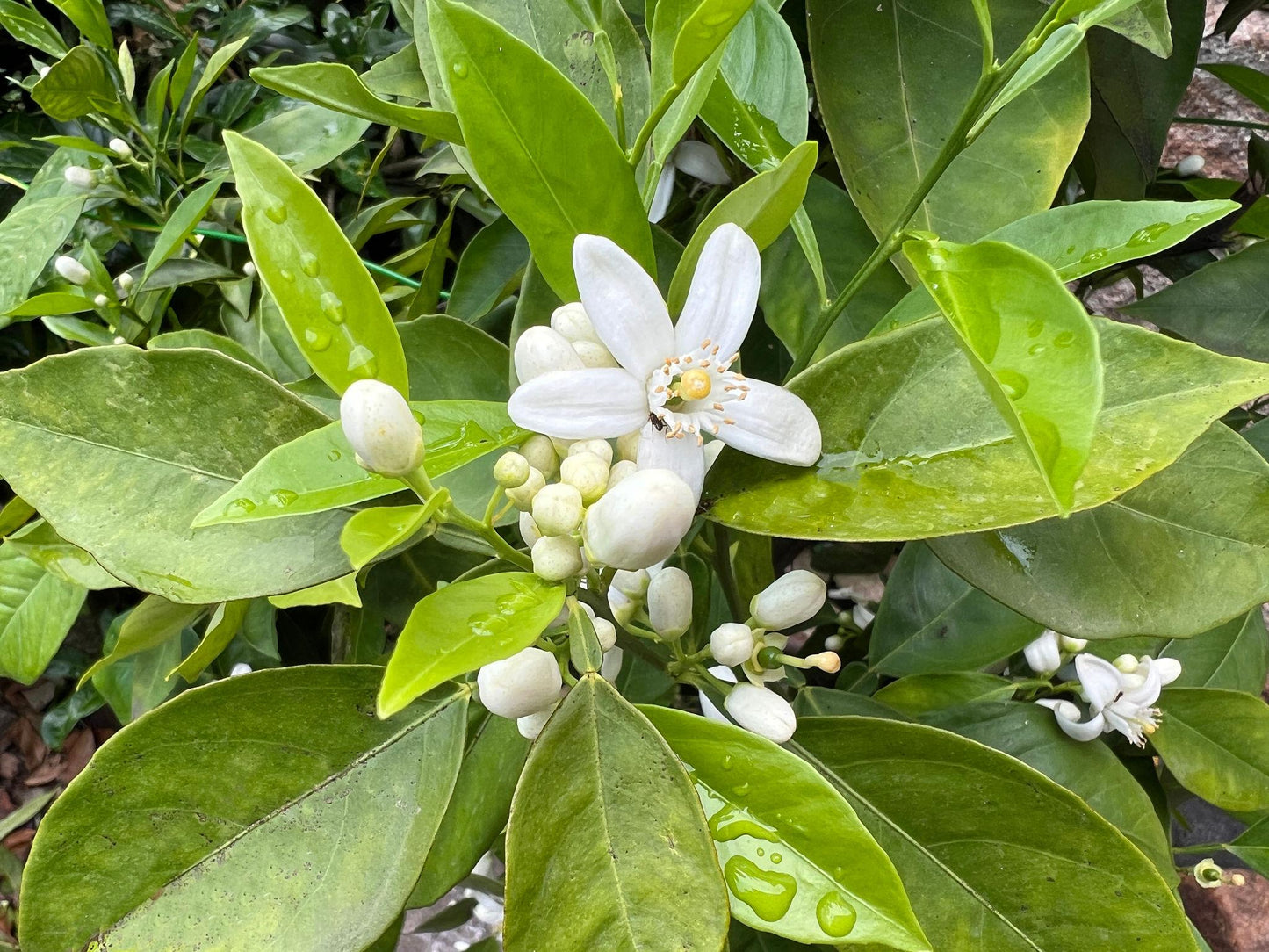 Citrus Sinensis ‘Valencia Seedless’ (Orange)