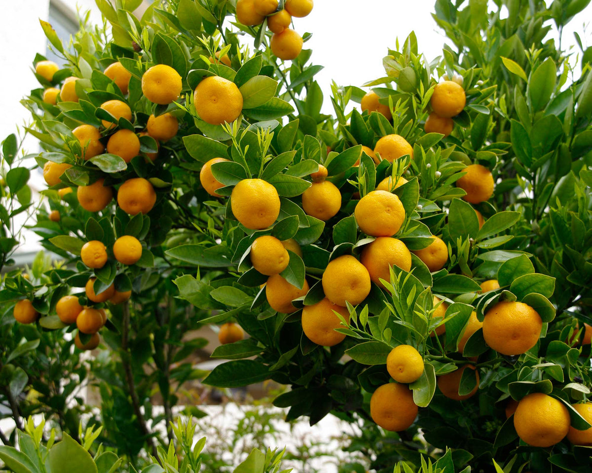 Citrus Sinensis ‘Winter Sunrise’ (Orange)