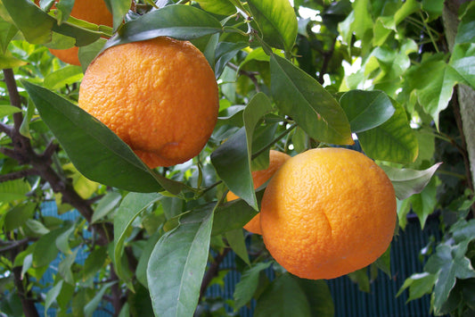 Citrus × aurantium 'Seville Appleby' (Seville Appleby Bitter Orange)