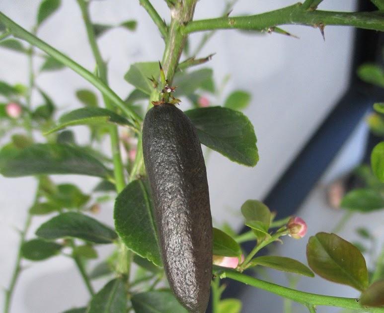 Citrus australasica 'D Emerald' (Emerald Finger Lime)
