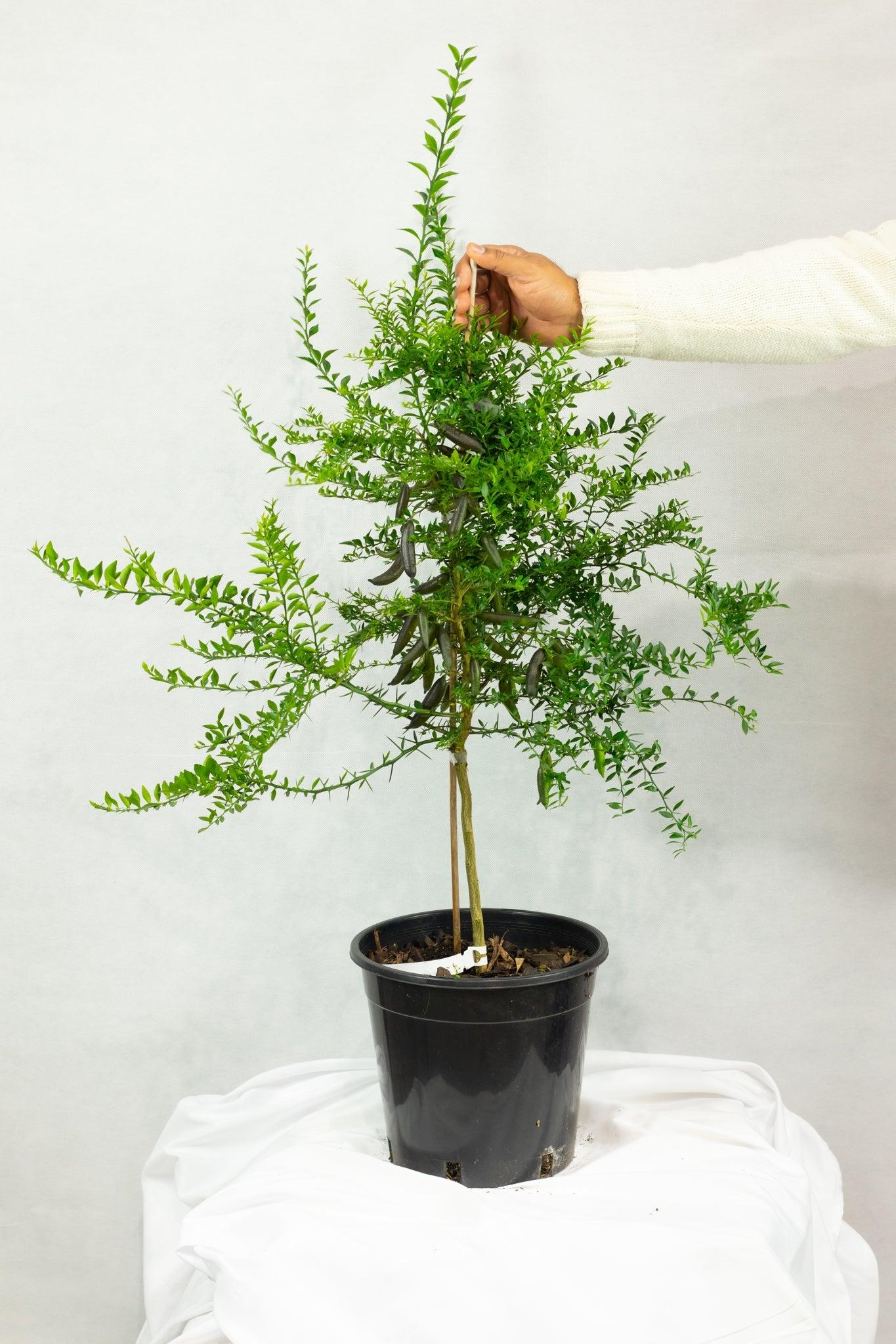 Citrus australasica 'D Emerald' (Emerald Finger Lime)