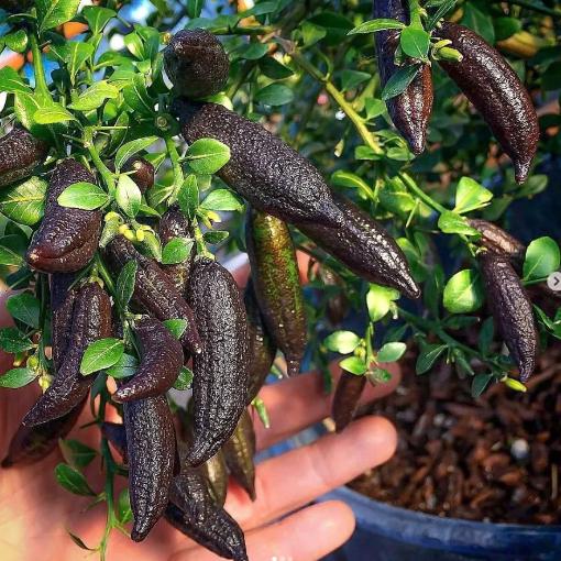 Citrus australasica 'Pink Ice' (Pink Ice Finger Lime)