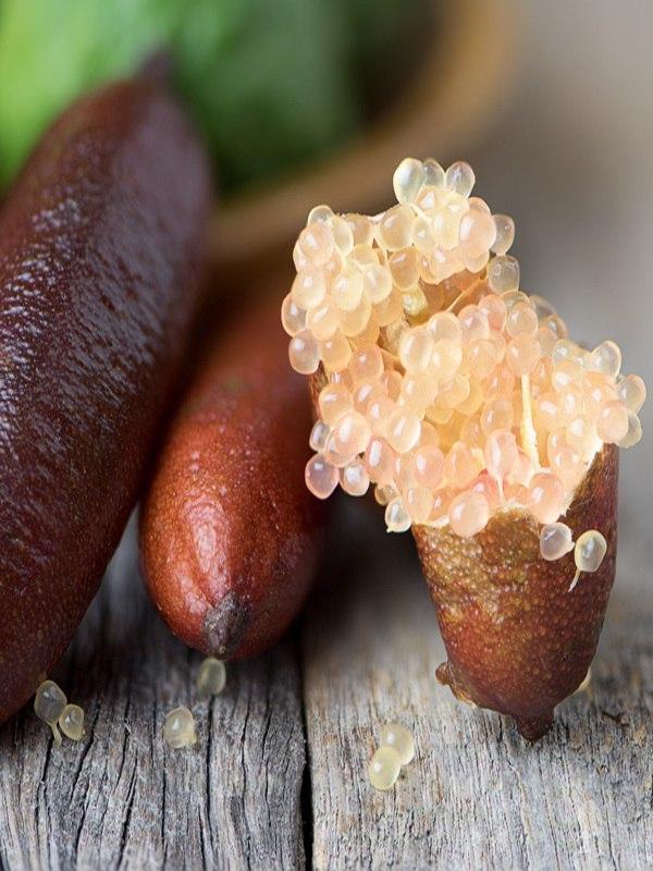 Citrus australasica 'Pink Ice' (Pink Ice Finger Lime)