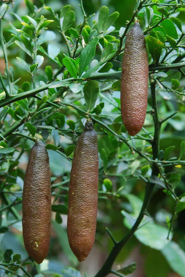 Citrus australasica ‘Rainforest Pearl’ Dwarf (Finger Lime)