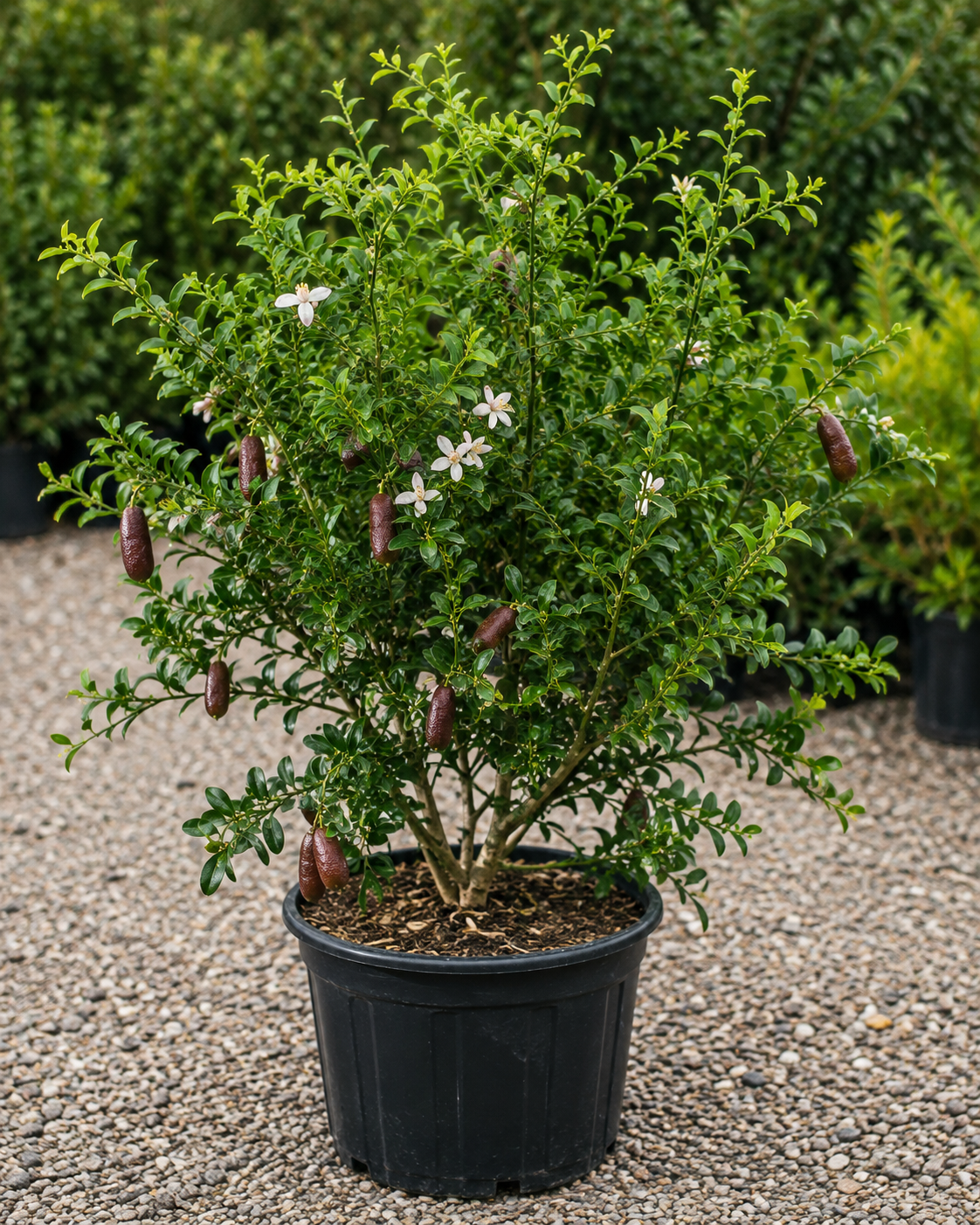 Citrus australasica ‘Rainforest Pearl’ (Finger Lime) Grafted 