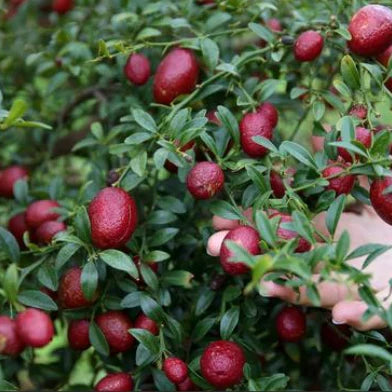 Citrus australasica ‘Red Centre Dwarf’ (Australian Blood Finger Lime)