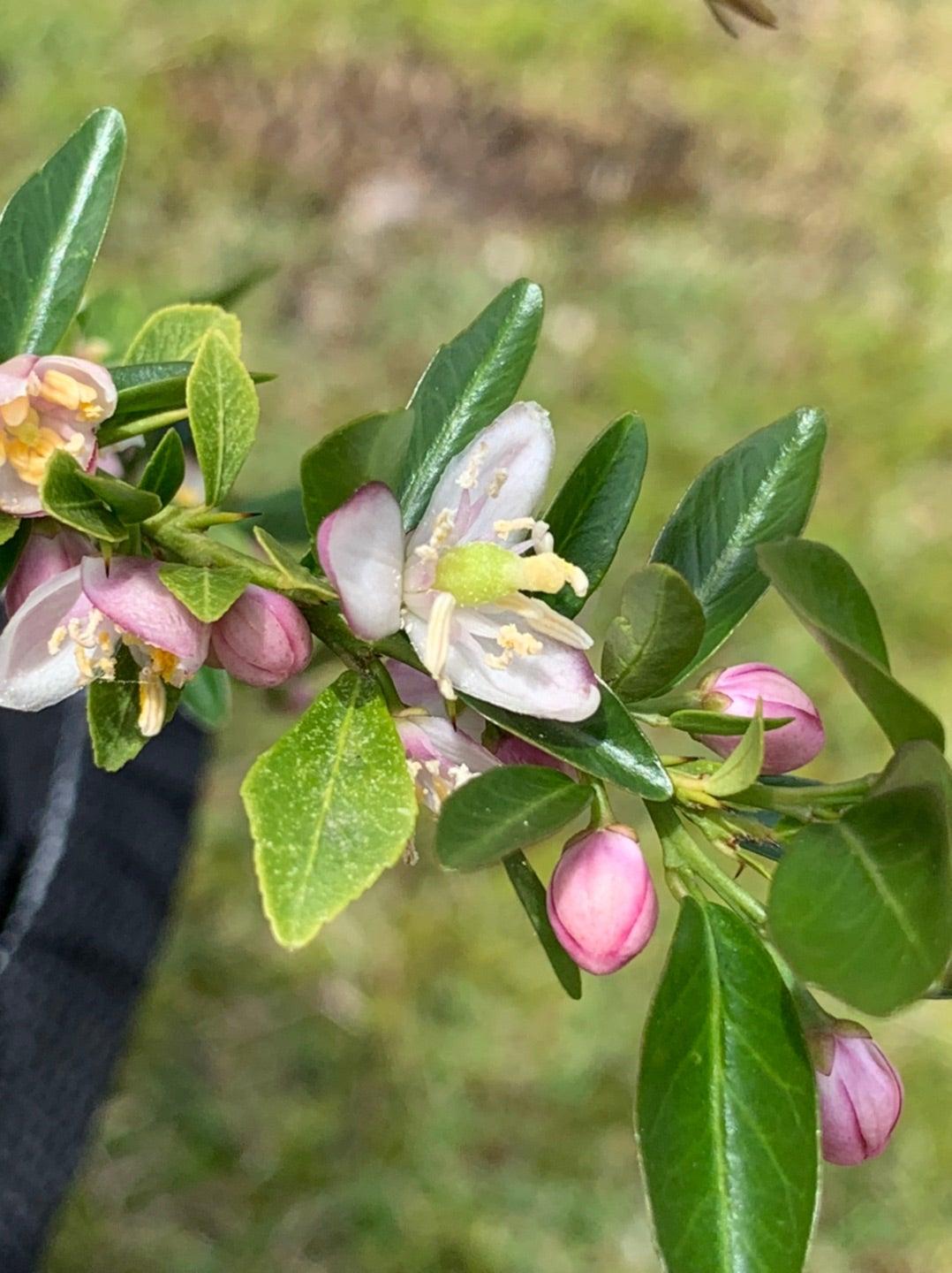 Citrus australasica ‘Red Centre Dwarf’ (Australian Blood Finger Lime)