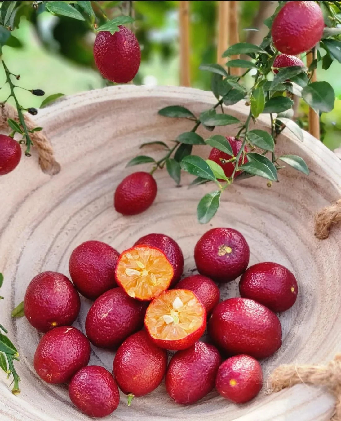 Citrus australasica ‘Red Centre Dwarf’ (Australian Blood Finger Lime)