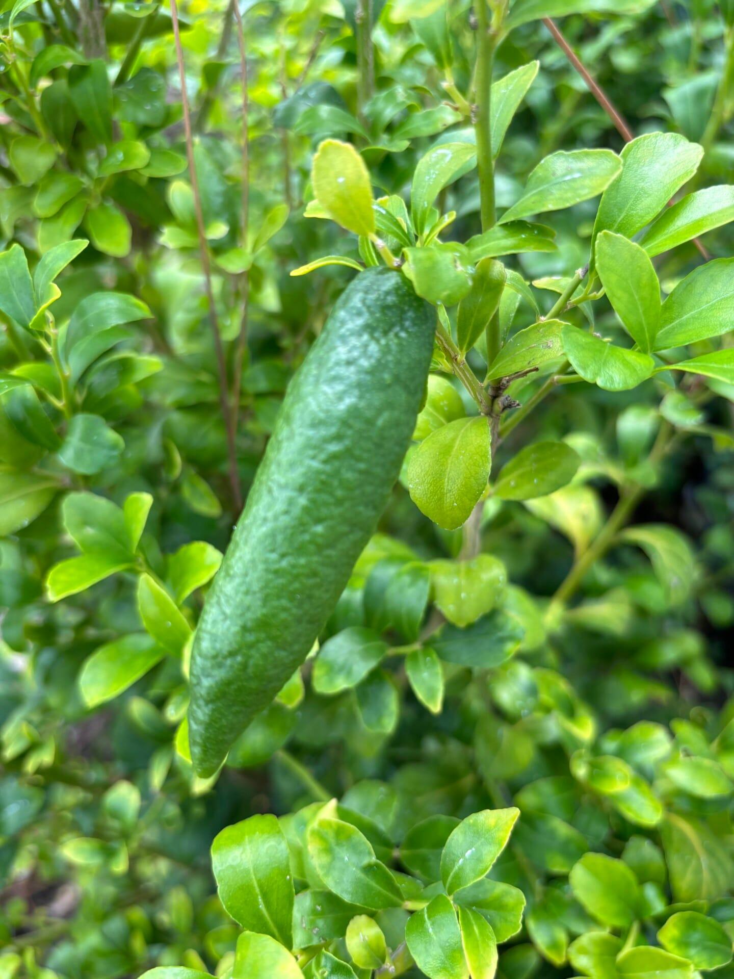 Citrus garrawayi ‘Mount White’ (Mount White Lime)