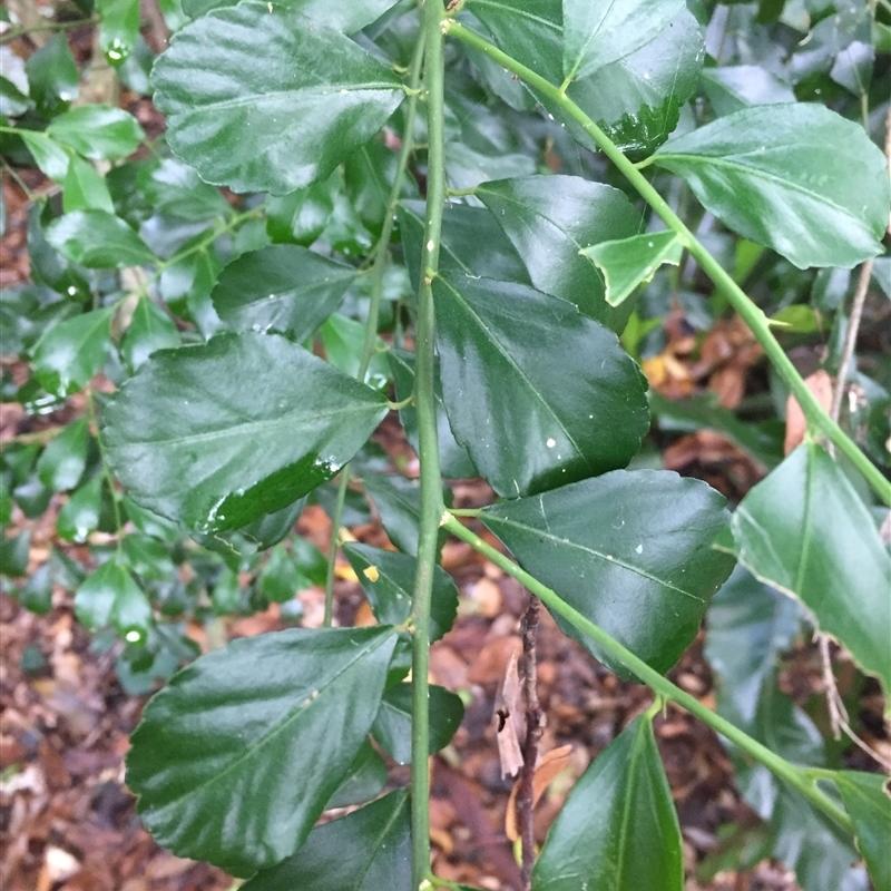 Citrus garrawayi ‘Mount White’ (Mount White Lime)