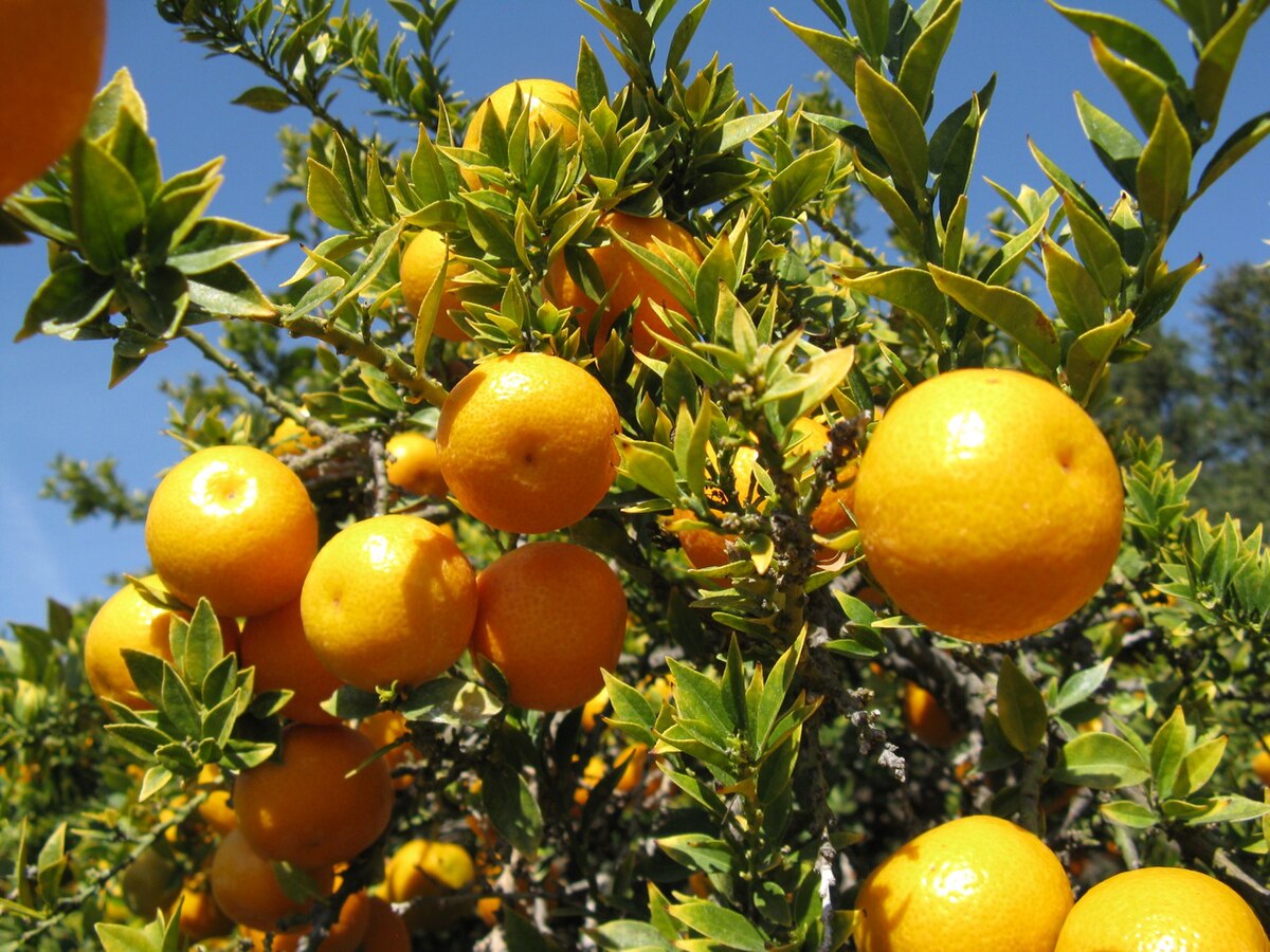 Citrus myrtifolia 'Grafted' (Chinotto Orange)