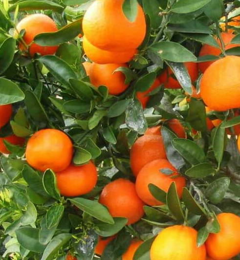 Citrus reticulata ‘Afourer’ (Mandarin)