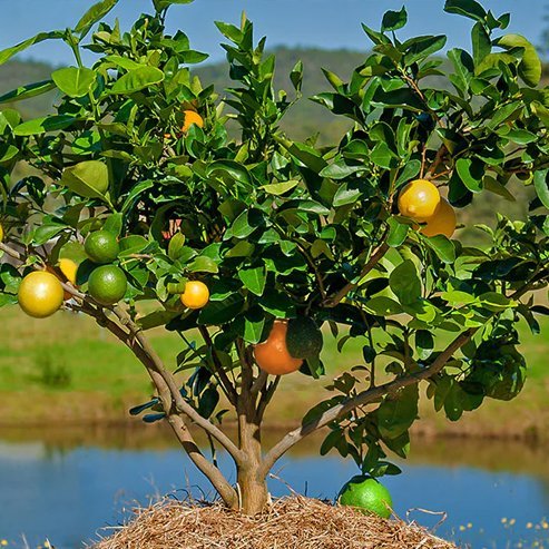 Citrus reticulata ‘Ellendale’ (Mandarin)