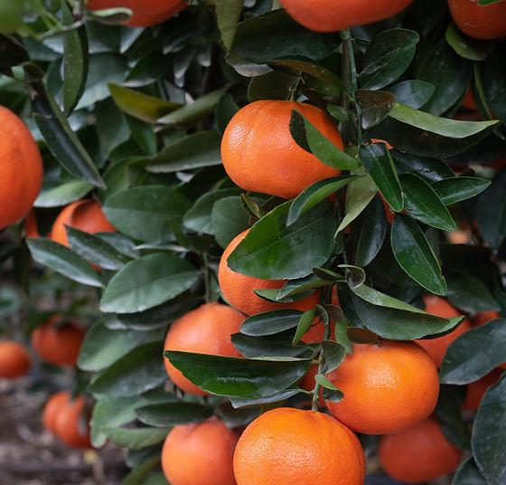 Citrus reticulata ‘Ellendale’ (Mandarin)