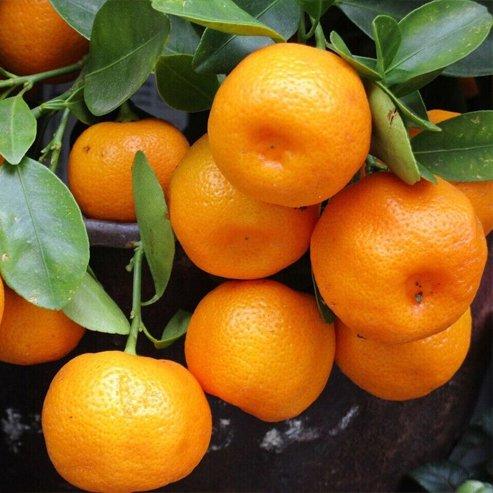 Citrus reticulata ‘Ellendale’ (Mandarin)